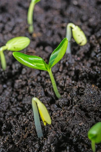 Kleine Planten Bodem Vergrote Weergave — Stockfoto