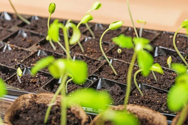 Petites Plantes Pots Vue Rapprochée — Photo