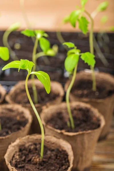 Small plants in pots, close-up view