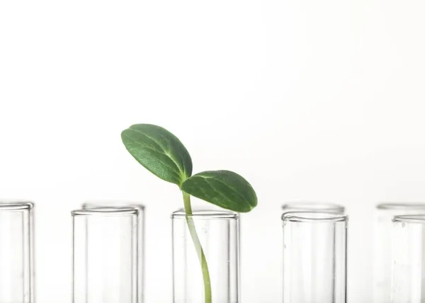 Plant in test tube, close-up view