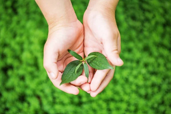 Grön Växt Människors Händer Suddig Bakgrund — Stockfoto