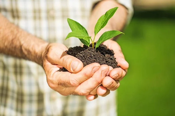 Planta Verde Mãos Humanas Sobre Fundo Desfocado — Fotografia de Stock