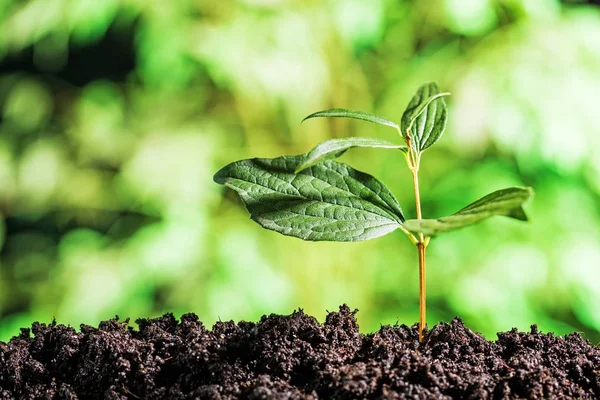 Planta Verde Solo Vista Perto — Fotografia de Stock