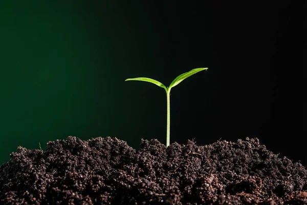 Green plant in soil, close-up view