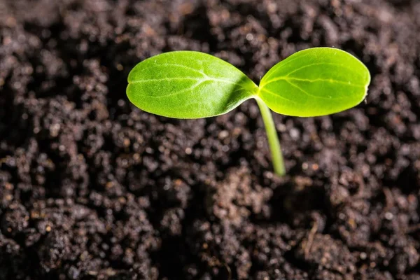 Plante Verte Dans Sol Vue Rapprochée — Photo