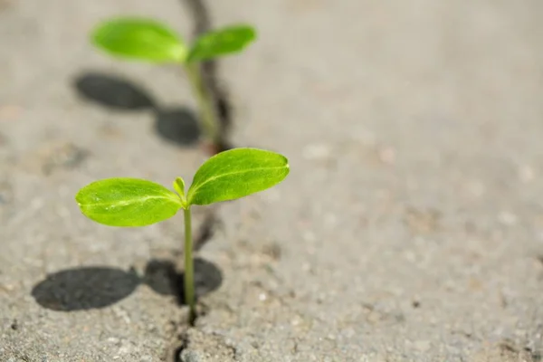 绿色的植物在土壤中的特写视图 — 图库照片