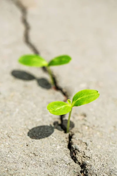 Plante Verte Dans Sol Vue Rapprochée — Photo