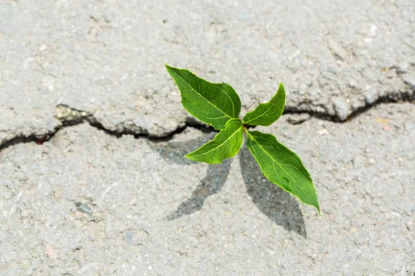 Planta Verde Solo Vista Perto — Fotografia de Stock