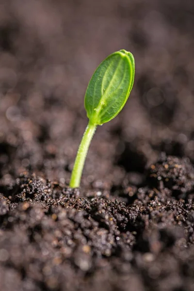 绿色的植物在土壤中的特写视图 — 图库照片