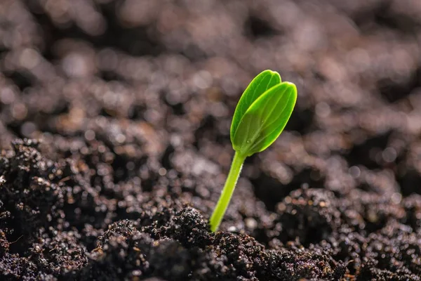 Groene Plant Bodem Vergrote Weergave — Stockfoto