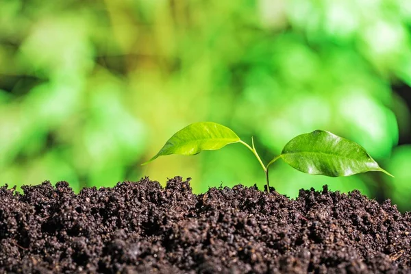 Planta Verde Suelo Vista Cerca —  Fotos de Stock