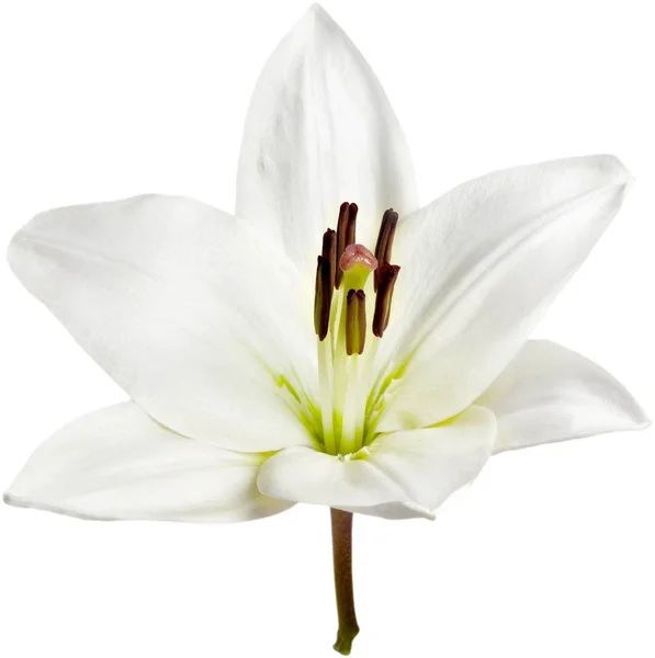 Vackra Vita Liljan Blomma Isolerad Vit Bakgrund — Stockfoto