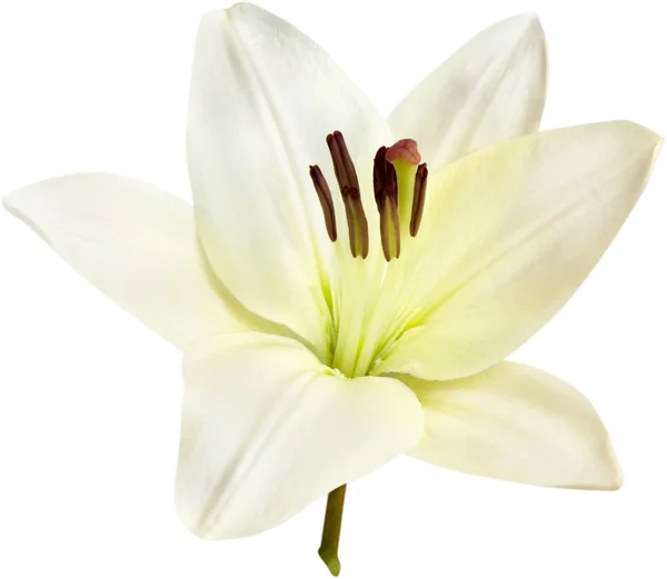 Vackra Vita Liljan Blomma Isolerad Vit Bakgrund — Stockfoto