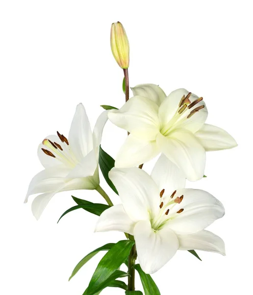 Lindos Lírios Brancos Flores Isoladas Fundo Branco — Fotografia de Stock