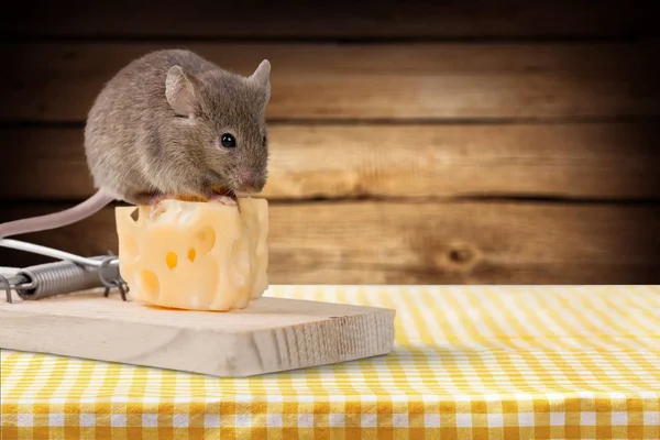 Armadilha Com Queijo Rato Vista Perto — Fotografia de Stock