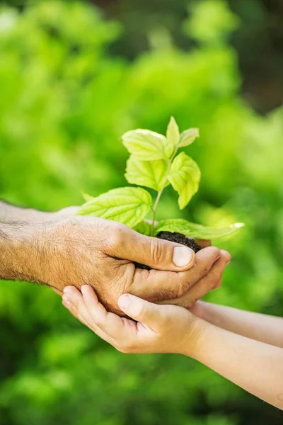 Green Plant Human Hands Blurred Background Stock Image