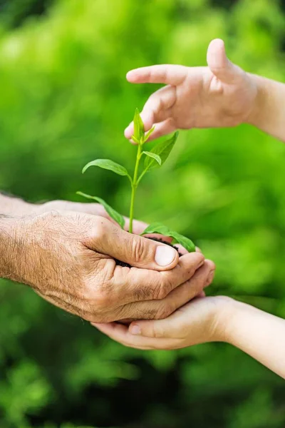 Green Plant Human Hands Blurred Background Stock Photo