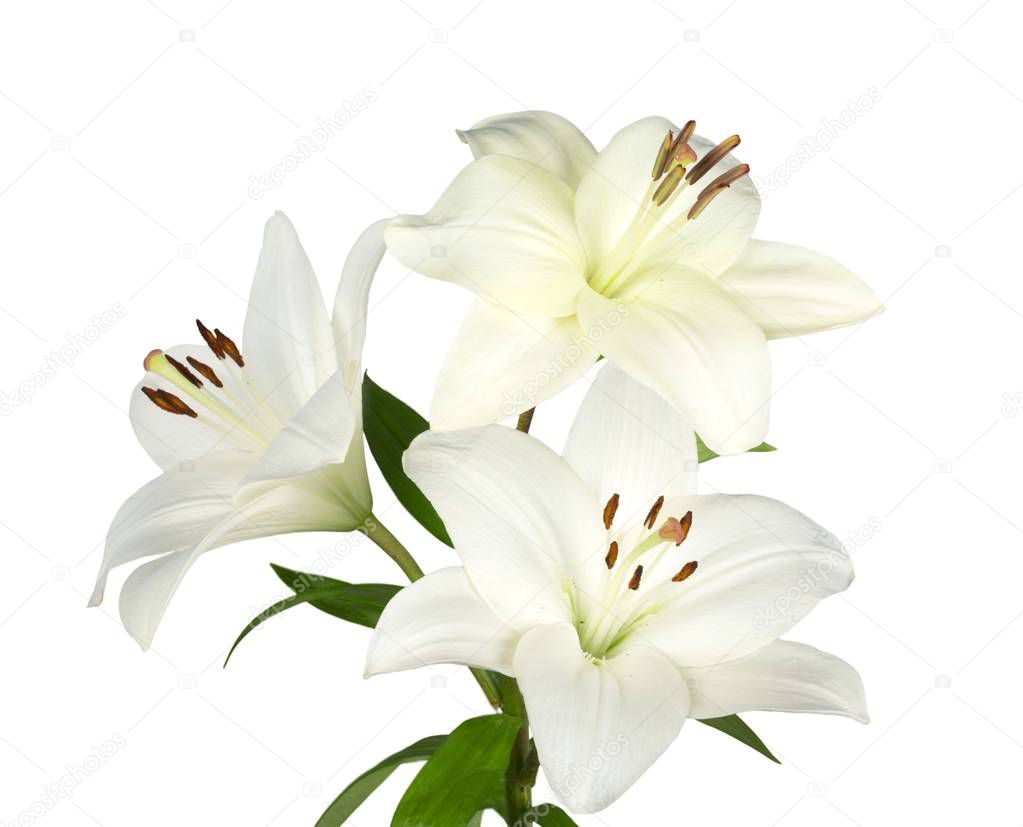 Beautiful white lilies flowers isolated on white background 