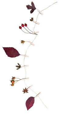 Sonbahar kompozisyon. Sonbahar yaprakları, anason yıldızlı. 