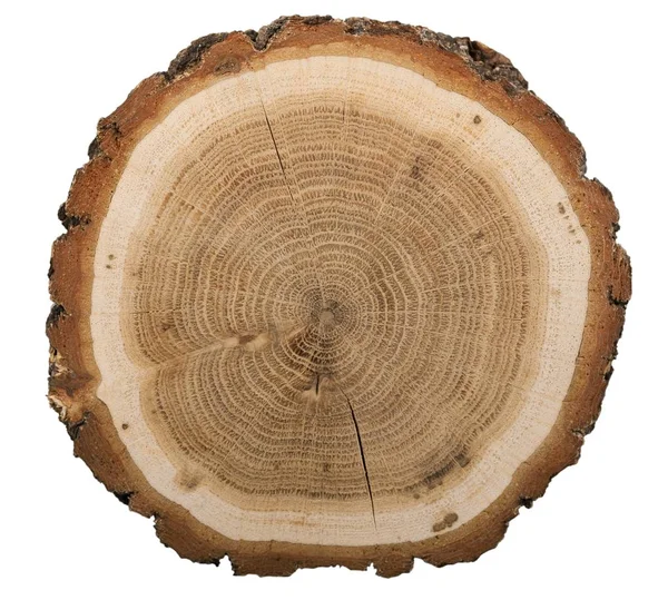 Round cut of tree — Stock Photo, Image