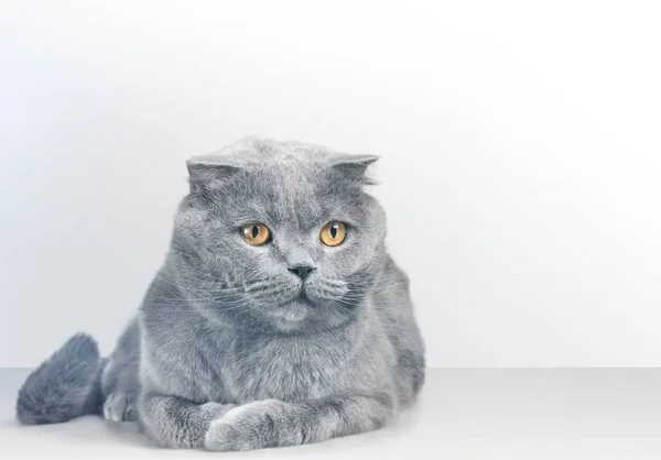 British Shorthair Cat Background — Stock Photo, Image