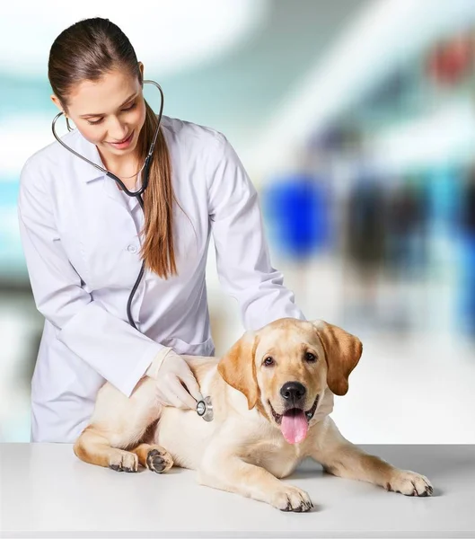 Junge Tierärztin mit Hund — Stockfoto