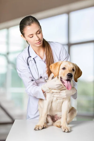 Jeune vétérinaire avec chien — Photo