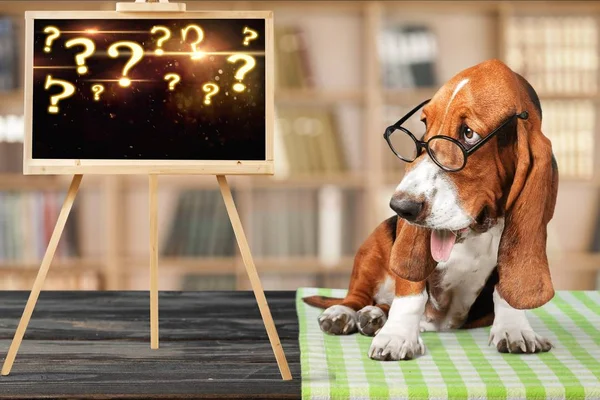 Basset Hound Dog Eyeglasses Chalkboard — Stock Photo, Image