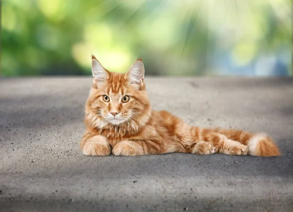 Adorabile Gatto Rosso Sfondo Sfocato — Foto Stock