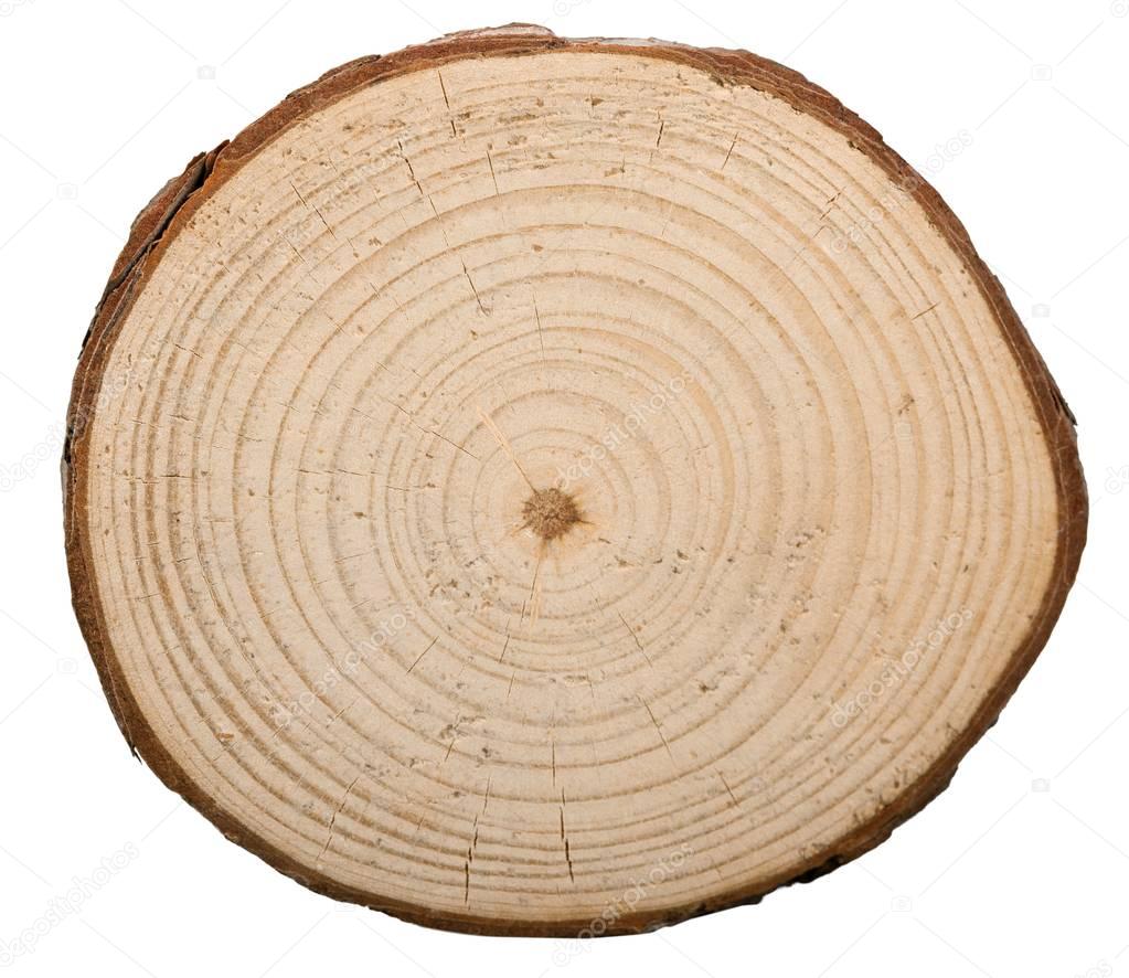round cut of tree