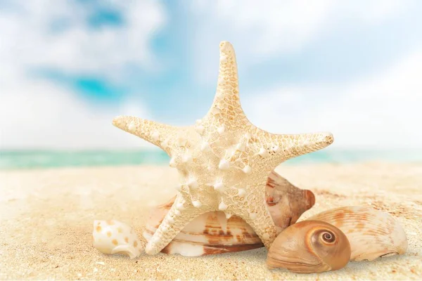 Sea star on sandy beach — Stock Photo, Image