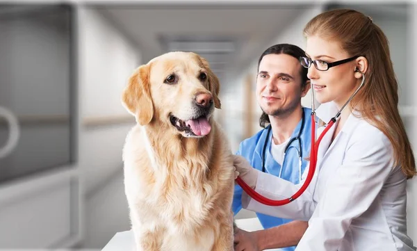 Hond met dierenartsen in kliniek — Stockfoto