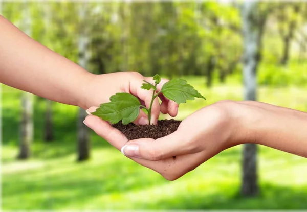 Plante Verte Dans Les Mains Humaines Sur Fond Flou — Photo