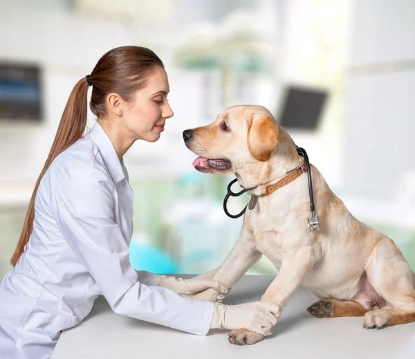 若い獣医は犬と — ストック写真