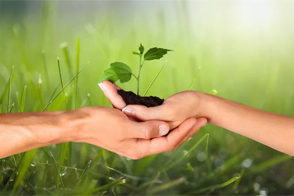 Green Plant Human Hands Blurred Background — Stock Photo, Image
