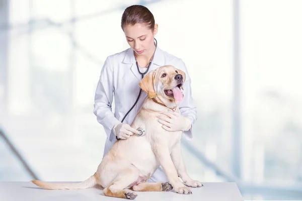 Köpek ile genç hayvan hastalıklarıyla ilgili — Stok fotoğraf