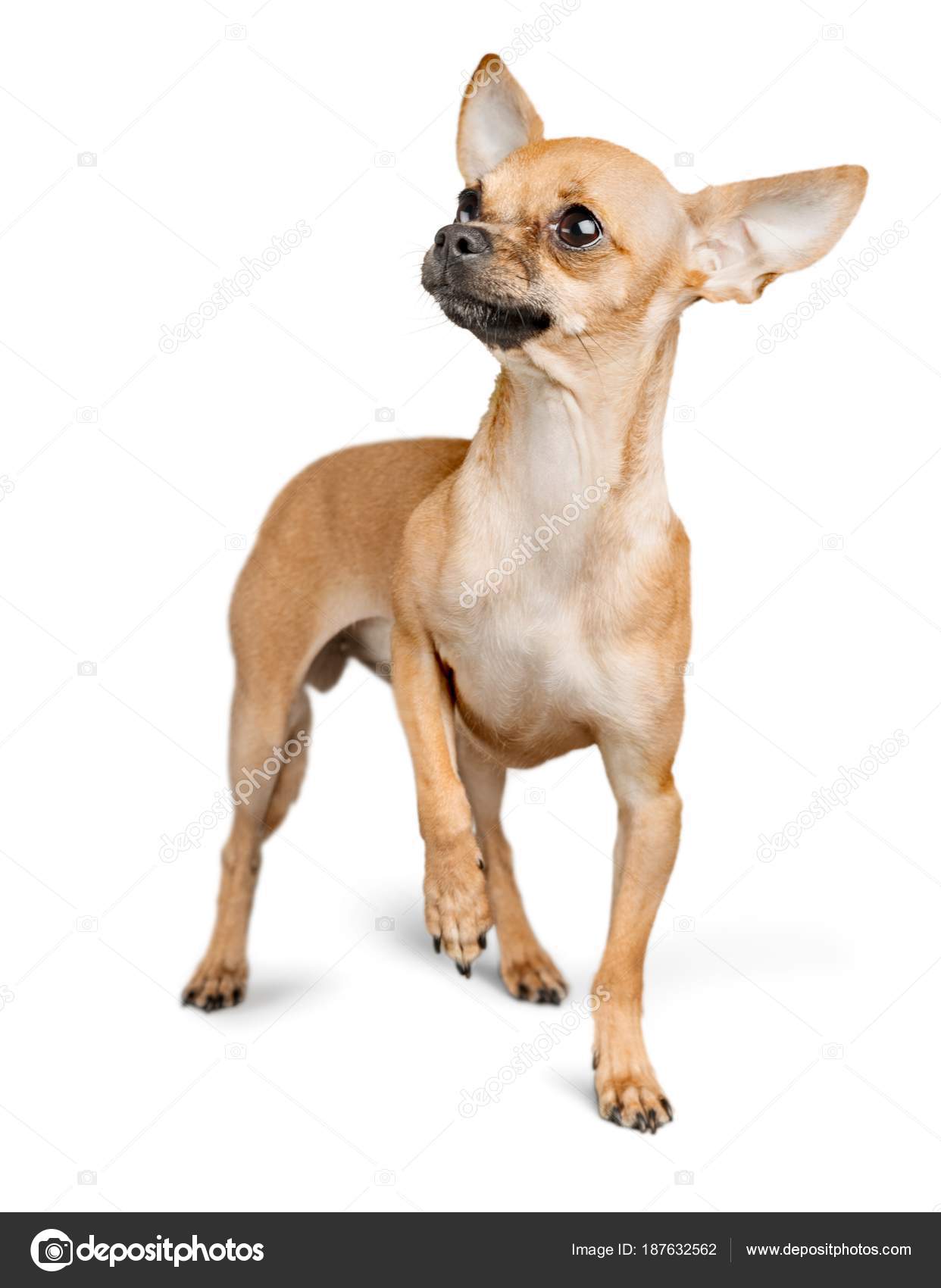 Petit Chien Brun Isolé Sur Fond Blanc Photographie