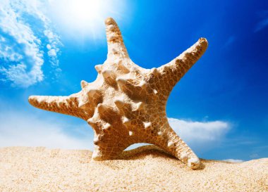 Plaj kum üzerinde arka izole bir deniz yıldızı 