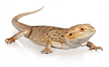 arka plan üzerinde izole kertenkele