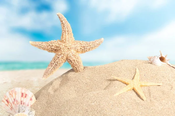 Sea stars on sand — Stock Photo, Image