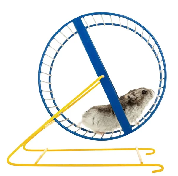 Hamster Bonito Uma Roda Fundo — Fotografia de Stock