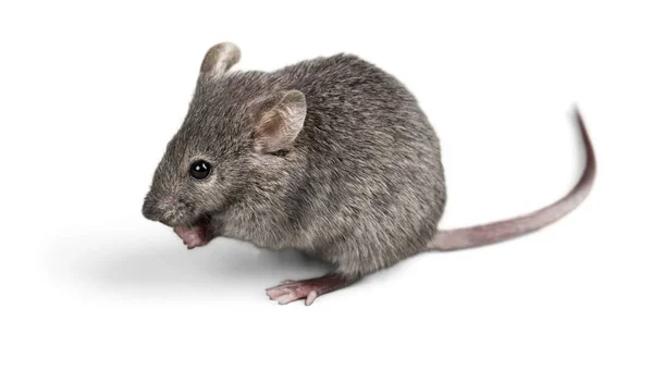 Roztomilá šedá myš — Stock fotografie
