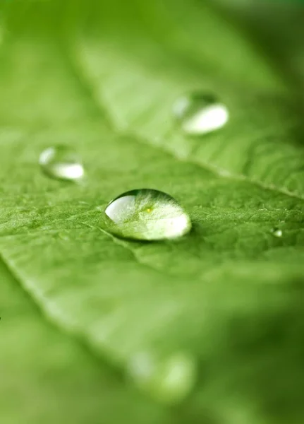 Hoja Verde Con Gotas Agua Aisladas Sobre Fondo —  Fotos de Stock