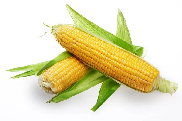 Mazorcas de maíz crudas —  Fotos de Stock