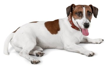 Jack Russell Terrier arka planda 
