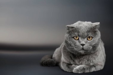 Britanya ile ilgili stenografi kedi arka plan üzerinde