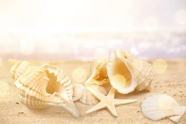 Snäckskal Havet Sand Bakgrund — Stockfoto