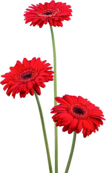 Piros Gerbera Virágok Háttérben — Stock Fotó
