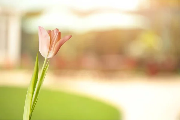 Tulipano bianco fiore — Foto Stock