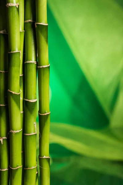 Banyak Batang Bambu Pada Latar Belakang Yang Kabur — Stok Foto
